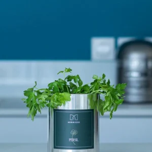 Boite Aromate Persil