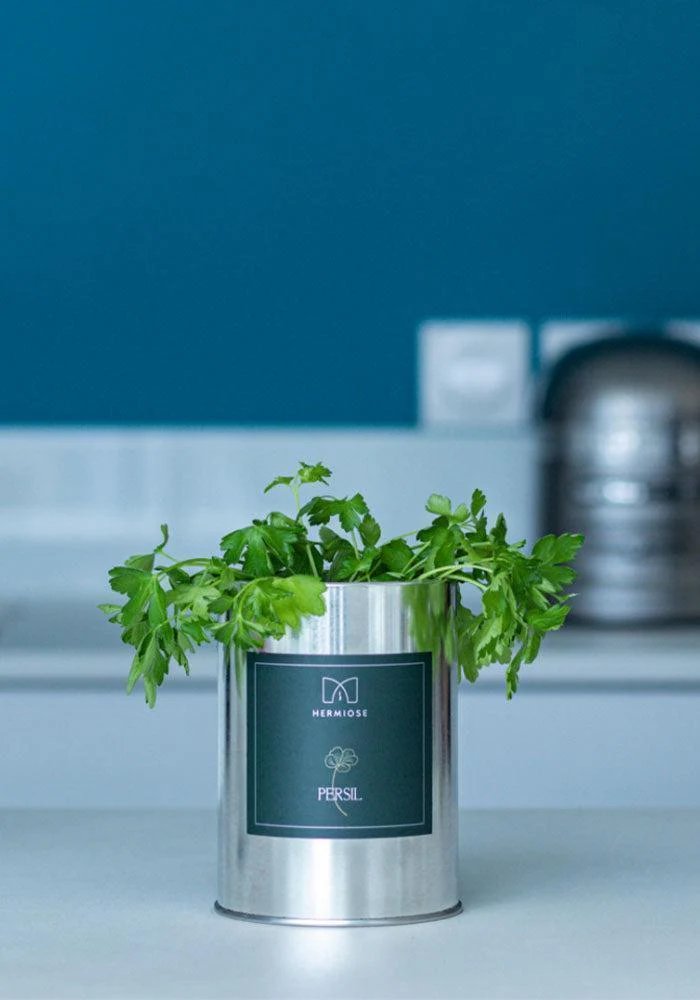 Boite Aromate Persil